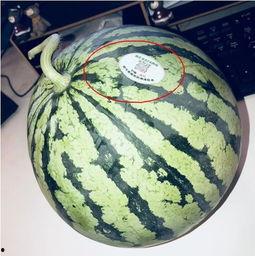 山西网红吃瓜,揭秘当地美食背后的故事