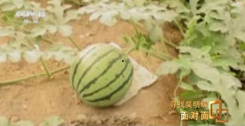 西藏网红视频吃瓜事件,揭秘网络舆论背后的真相