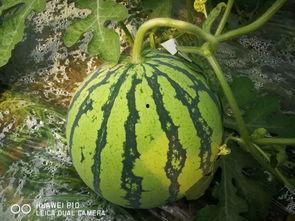 吃千万网红的瓜,揭秘千万网红背后的惊人瓜料