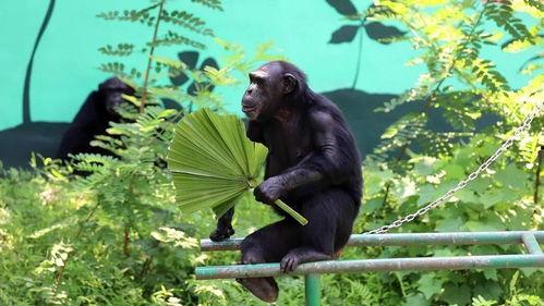 速看天气吃瓜网在线观看