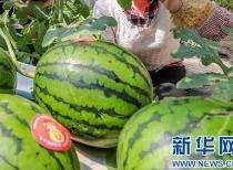 网传吃瓜四合一视频大全